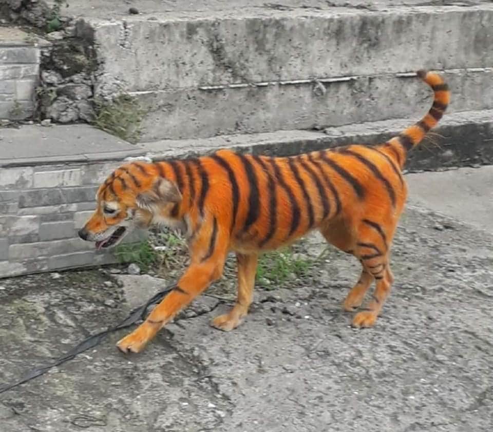 Denuncian maltrato animal en perro pintado como tigre tras viralizarse