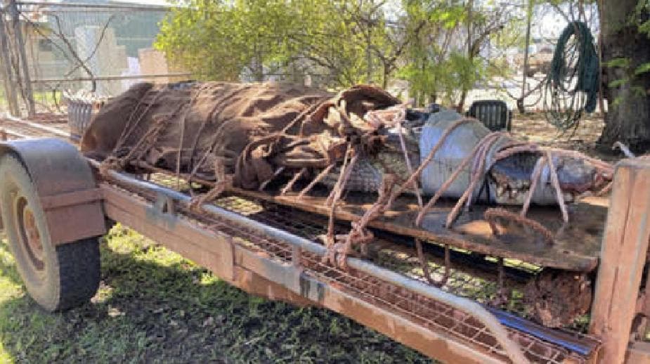 Video: Atrapan a gigantesco cocodrilo en zona turística en Australia