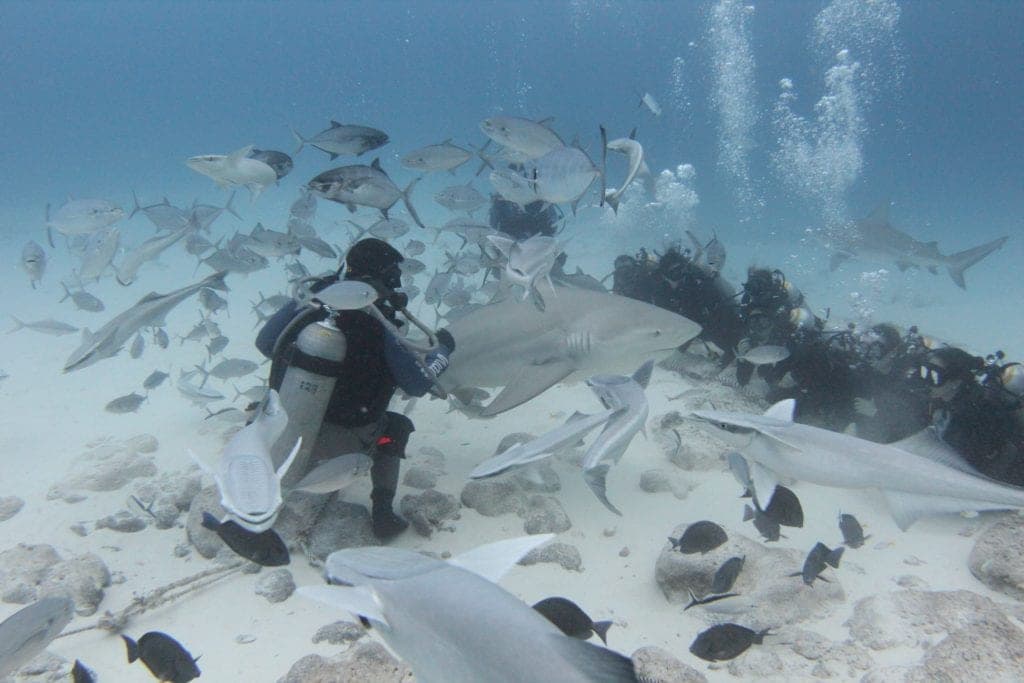 ¡Mañana inicia la temporada de buceo con tiburón toro en Playa del Carmen!