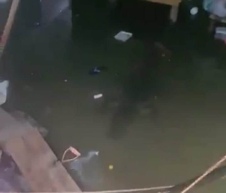 Video: Captan cocodrilo nadando dentro de una casa inundada en Tabasco