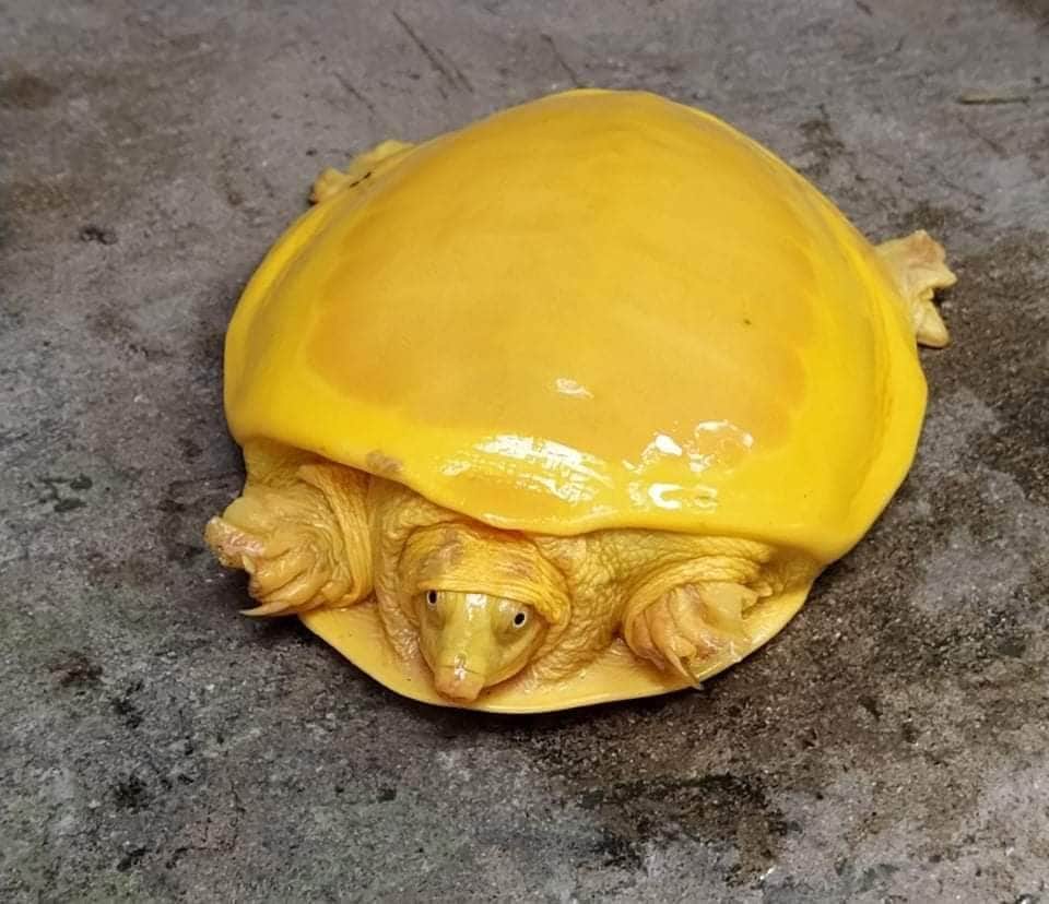 FOTOS: ¡Asombroso! Encuentran extraña especie de tortuga totalmente amarilla