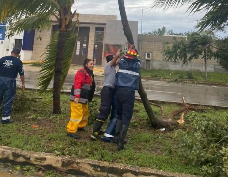En marcha programas de reforestación y limpieza tras paso de huracanes en Playa del Carmen