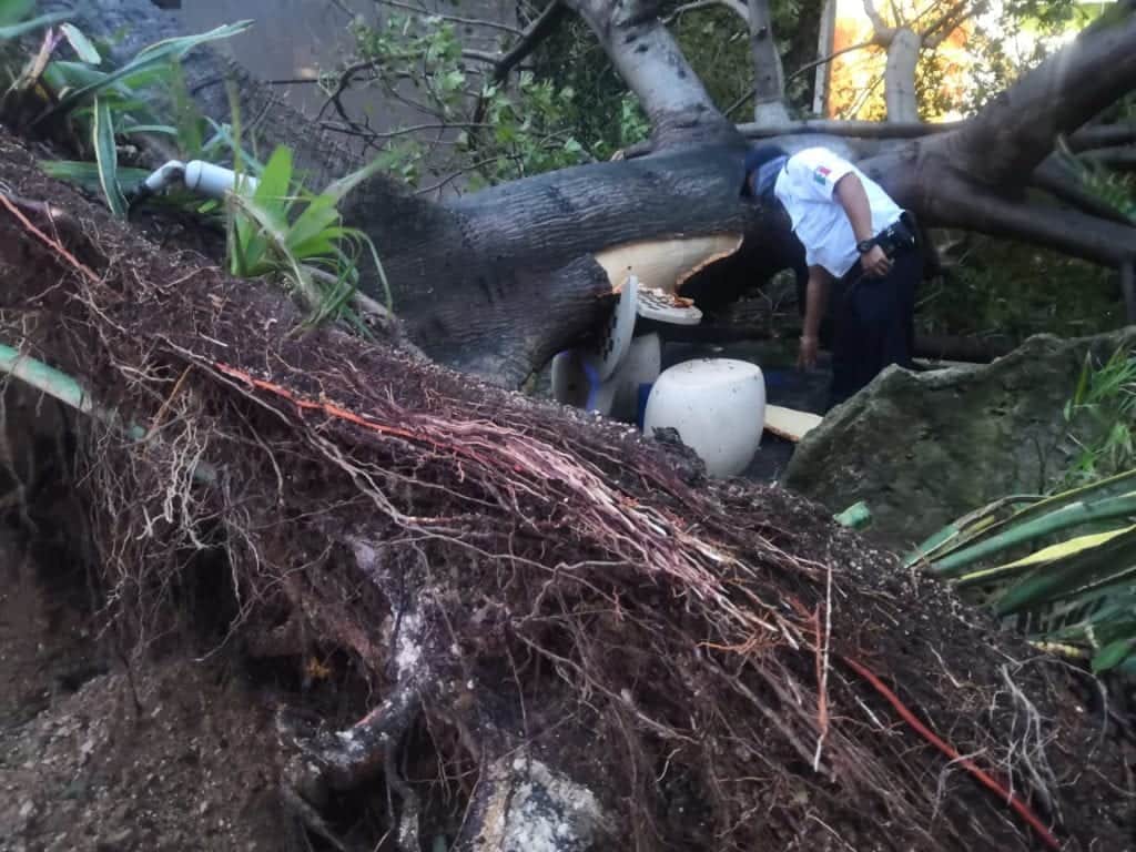 Árboles caídos y algunos destrozos, son el resultado del paso del huracán “Zeta” por Playa del Carmen
