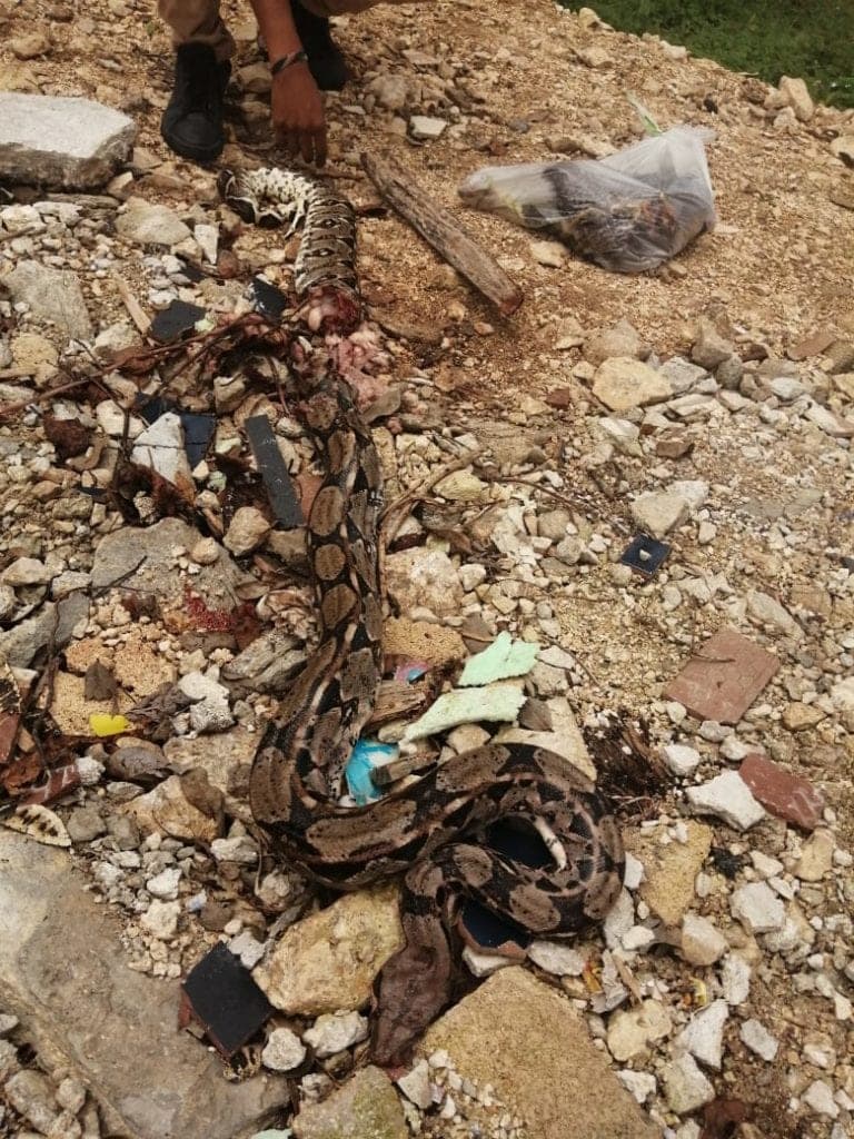 Matan culebras que sorprenden a vecinos de Playa; Protección Civil pide no asesinarlas