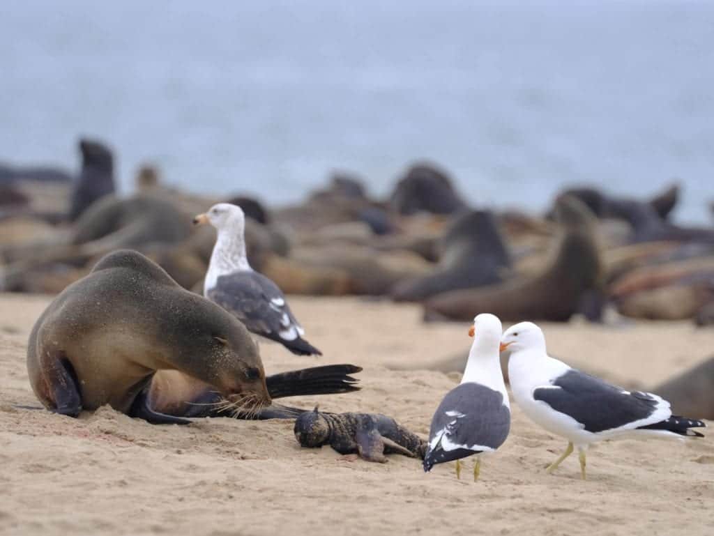 Hallan más de 7 mil focas muertas en una playa de Namibia
