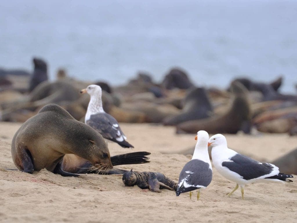 Hallan más de 7 mil focas muertas en una playa de Namibia