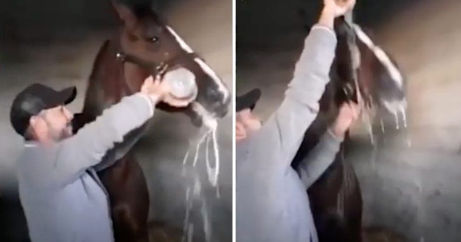 Video: Jinete obliga a su caballo a beber champán al ganar una carrera; lo denuncian