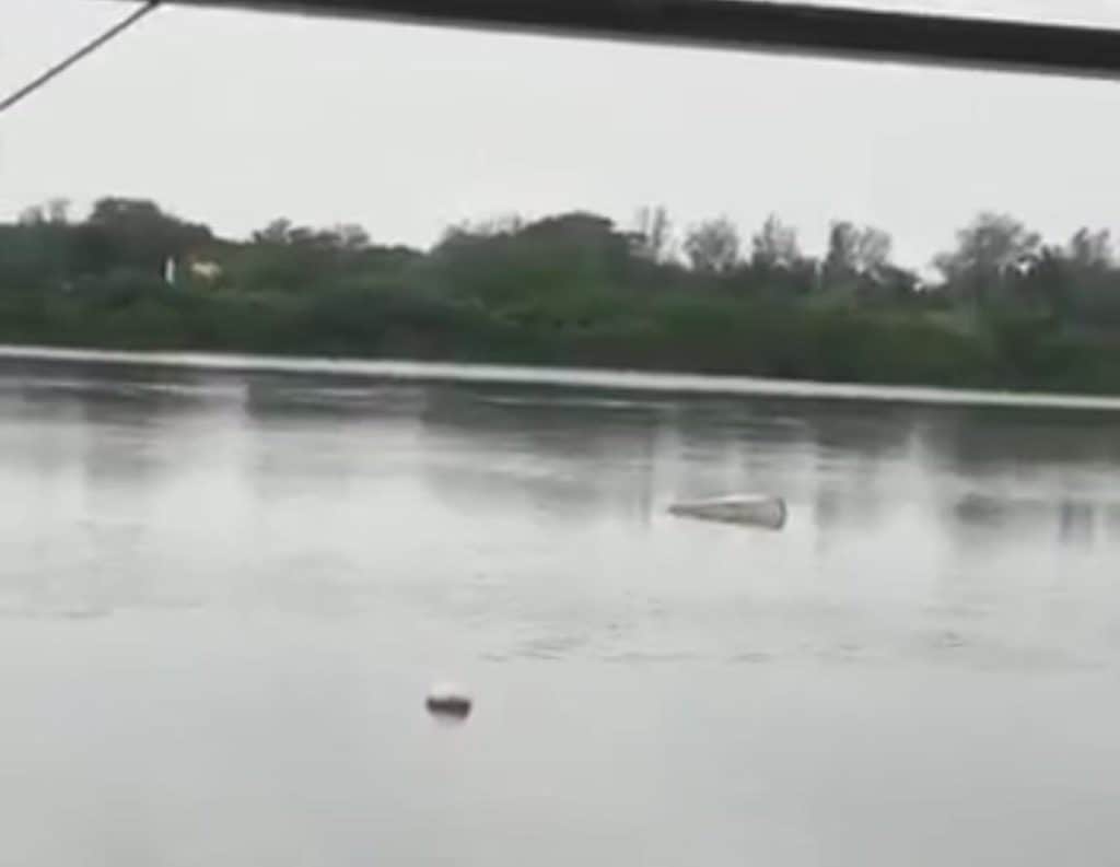 Video: Hombre muere tras ser atacado por un cocodrilo en Tamaulipas