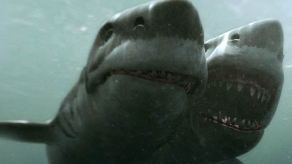 ¡Como en el cine! Pescan a tiburón de dos cabezas en la India