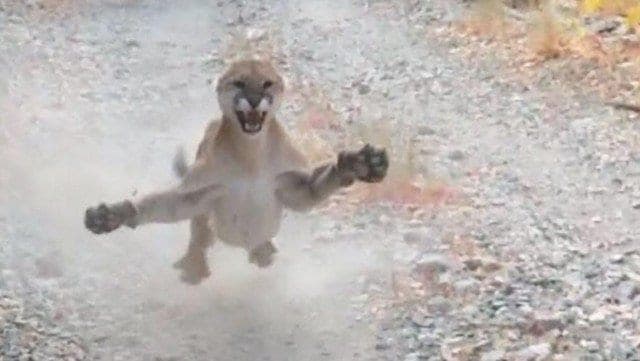 Video: Sale a correr y termina huyendo de un puma; intentaba proteger a sus crías