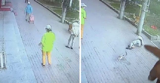 Video: Demanda anciano al dueño del gato que le cayó del cielo y lo noqueó