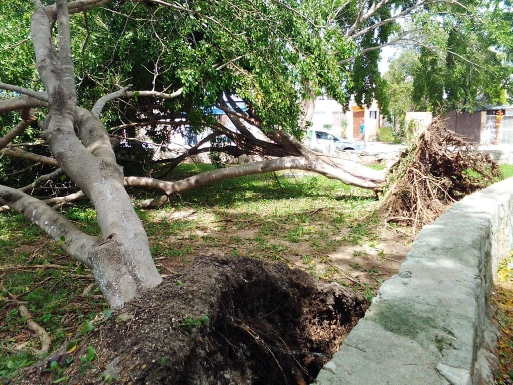 Árboles y estructuras caídas, es lo único que dejó Gamma a su paso por Playa del Carmen