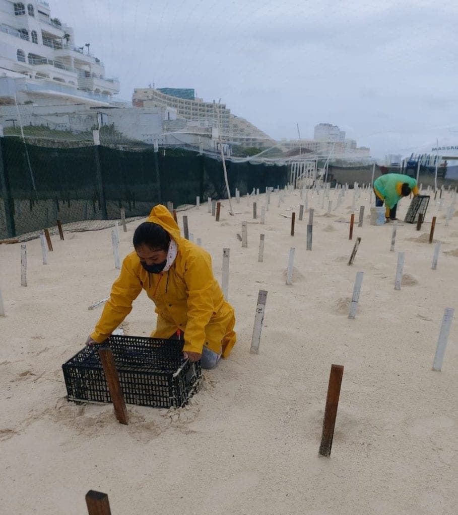 Resguardan y reubican nidos de tortugas marinas en costas de Cancún