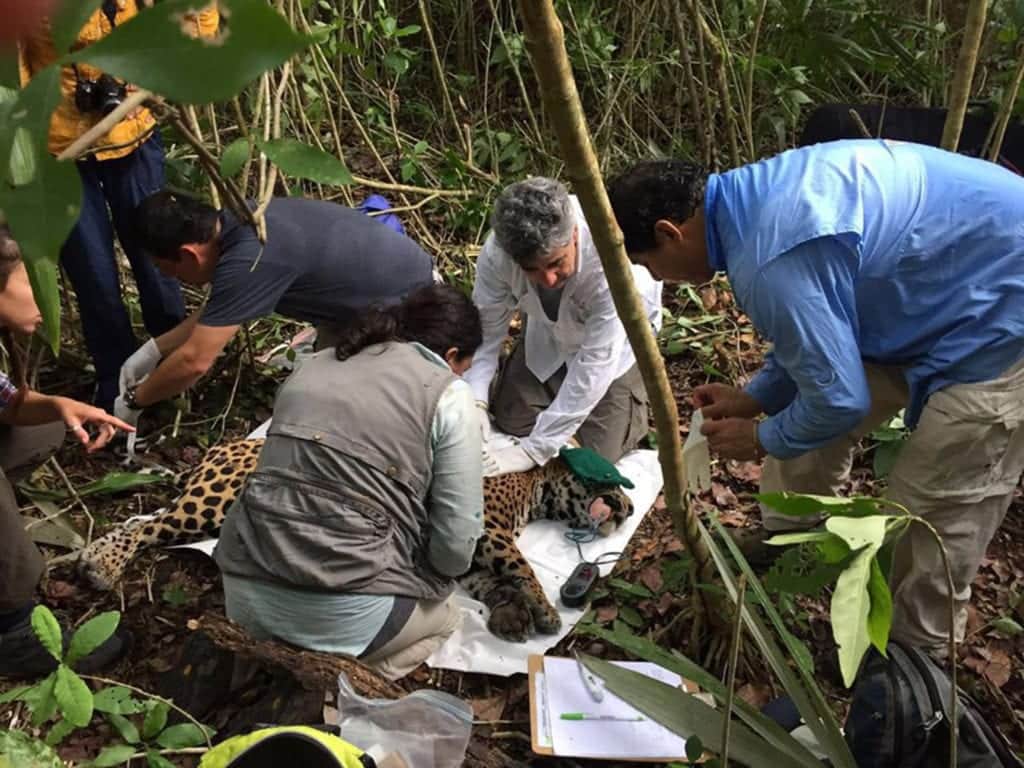 Se recuperan en México las poblaciones de jaguar y bisonte