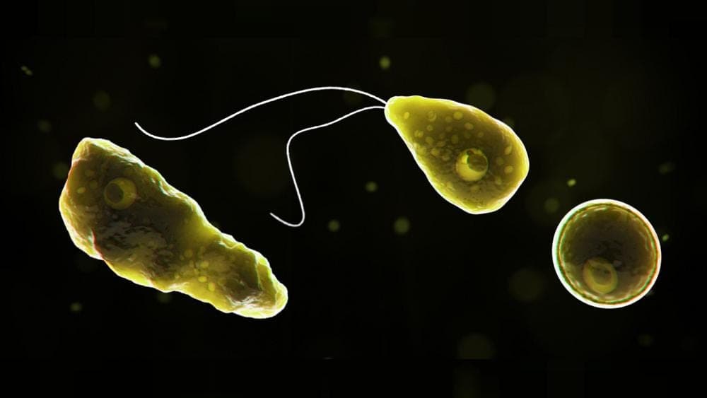 "Ameba comecerebros": ¿Qué es? ¿Cómo se transmite? ¿Tenemos que alarmarnos?