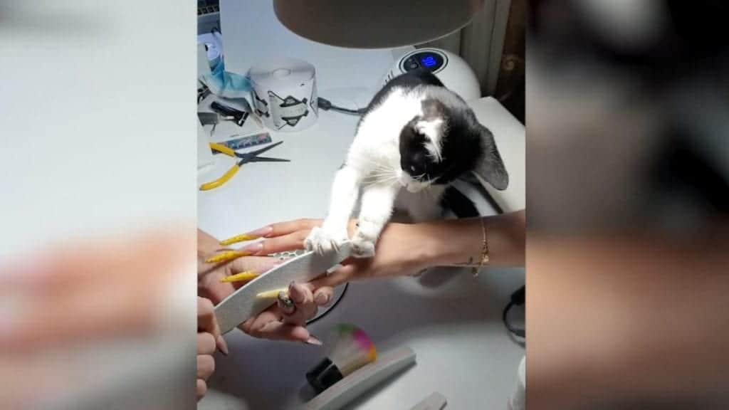 Video: Captan a gato limando uñas, lo apodan 'Mau el gato manicurista'