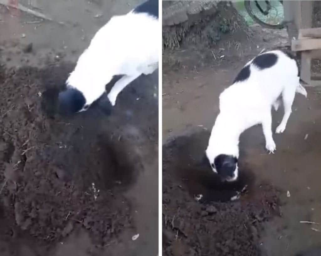 ¡Conmovedor! Perrita cava tumba para enterrar a su cachorro recién fallecido
