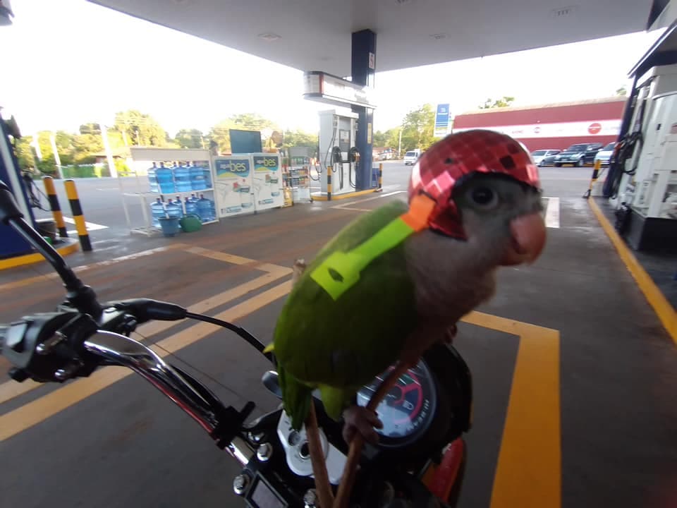 Periquito se pasea en moto con su casco y se hace viral