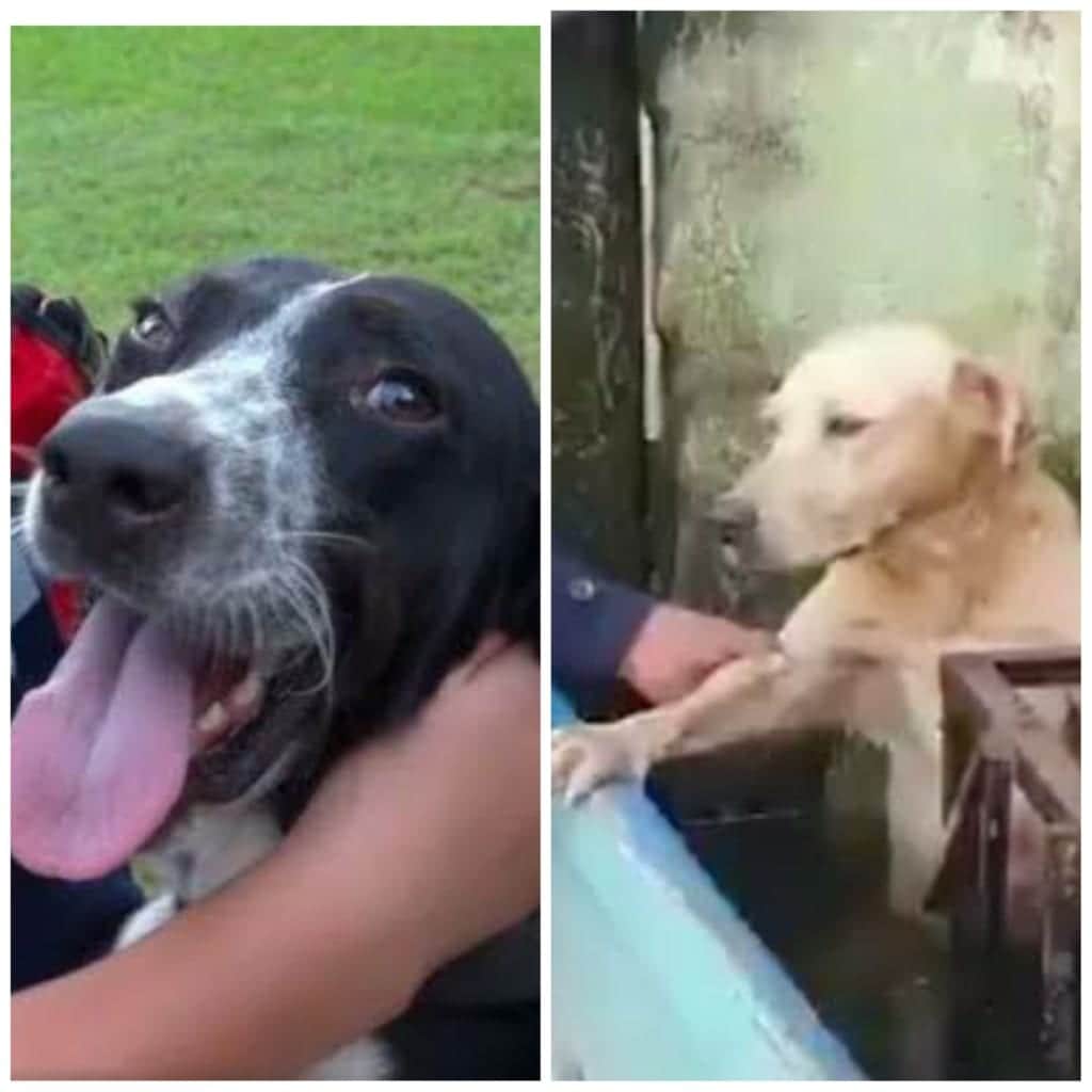 Secretaria de Marina revelará nombres de perritos rescatados y adoptados en Tabasco