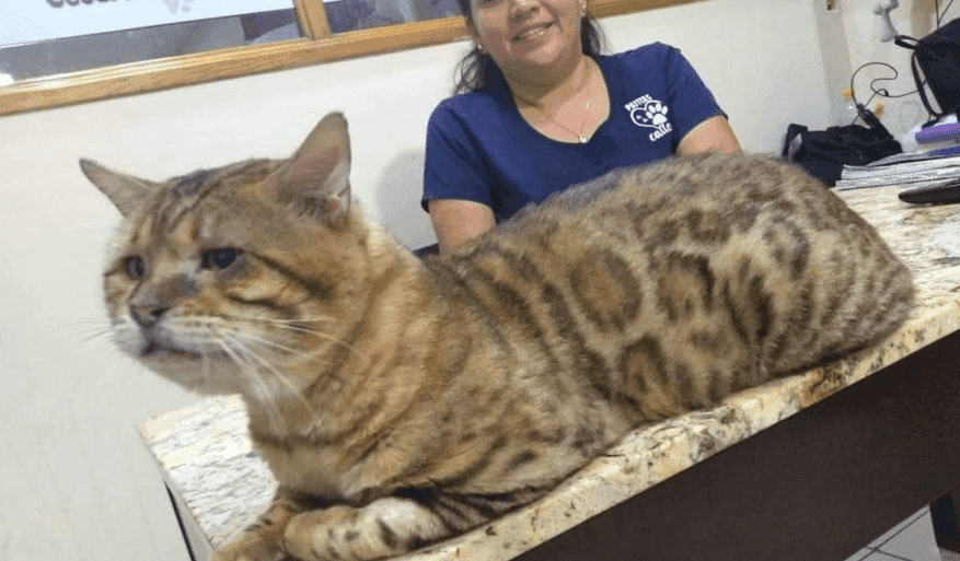 Rescatan gato gigante en un parque tras ser confundido con un leopardo en Tampico