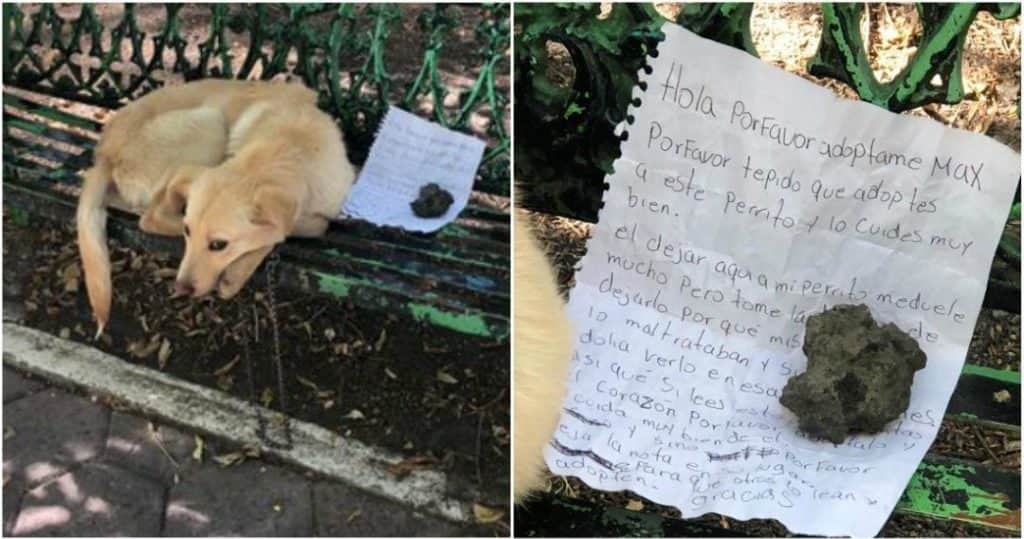 Deja a su perrito en una banca con una nota; su familia lo maltrataba