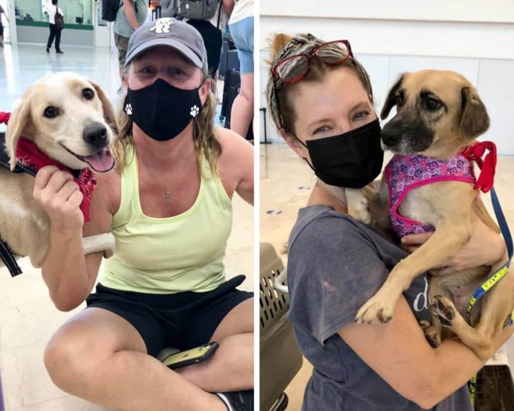 Canadienses adoptan perritos en situación de calle de Quintana Roo