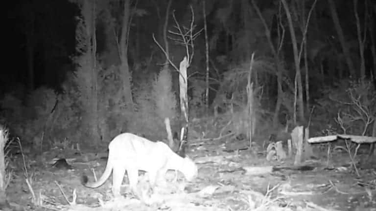 Captan a jaguares buscando comida en Chetumal