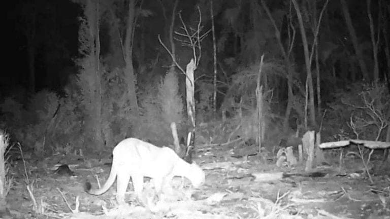 Captan a jaguares buscando comida en Chetumal