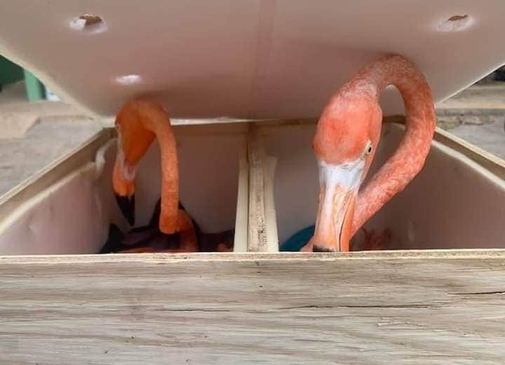 Frustran tráfico de flamencos en Mérida, uno de los ejemplares murió