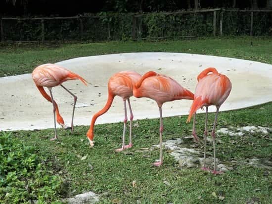 Roban 3 flamencos adultos del Zoológico de Chetumal