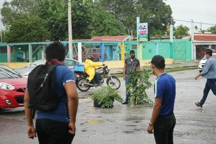 Plantan árboles en baches de Chetumal para exigir soluciones al problema
