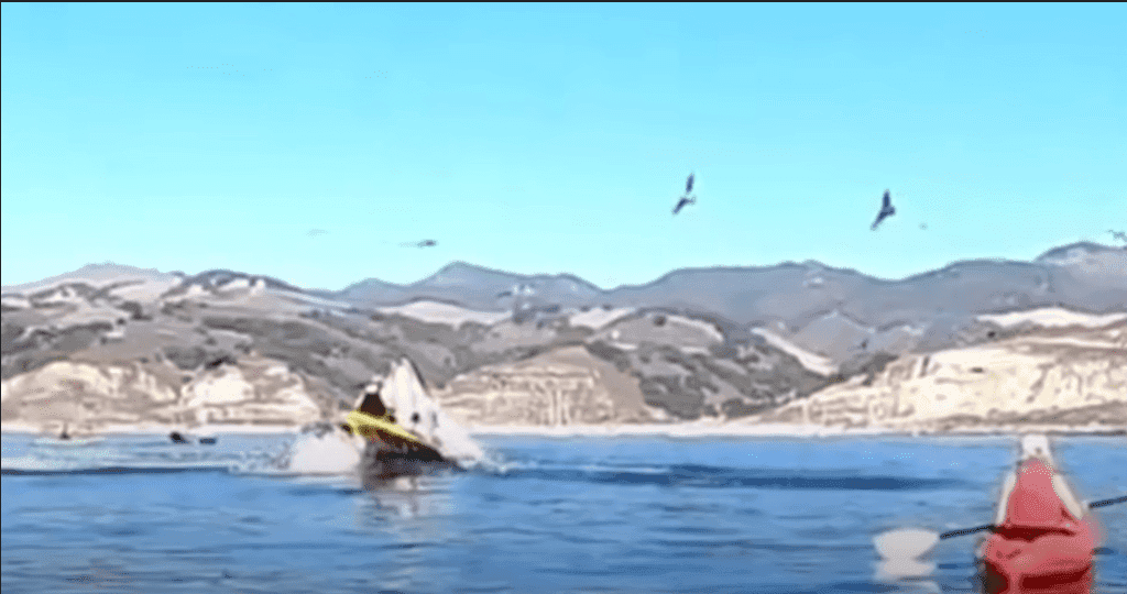 Video: ¡Increíble! Ballena intenta devorar a dos mujeres mientras remaban