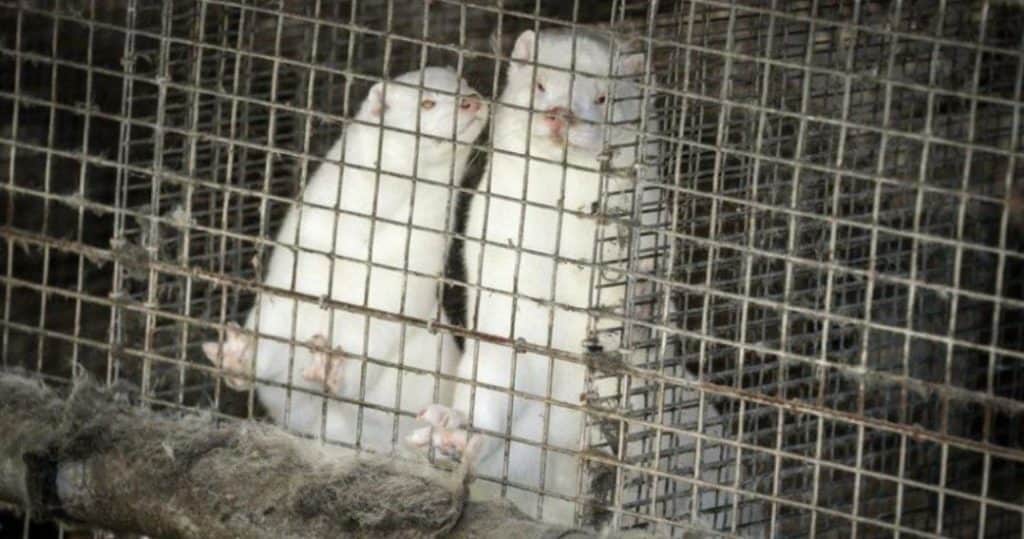 Dinamarca sacrificará a visones por mutación de Covid-19 que se transmite a humanos