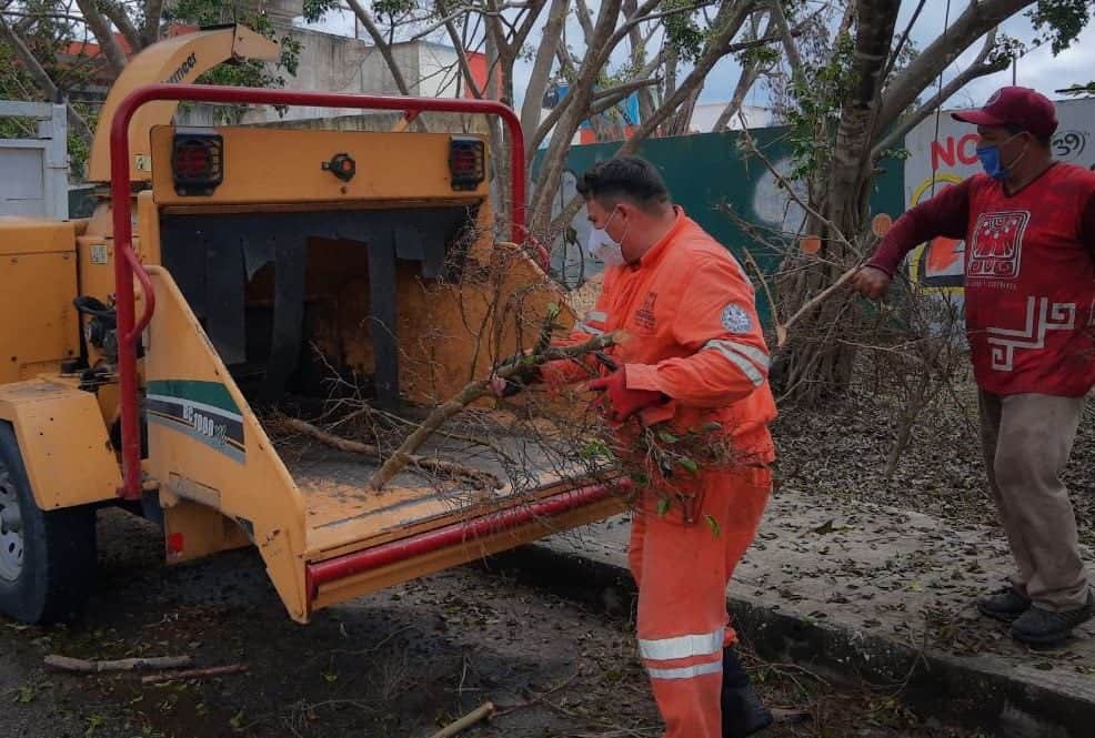 Elabora Solidaridad composta con desechos vegetales que dejaron ciclones