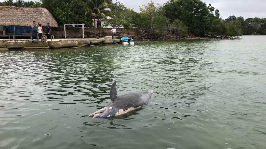 Encuentran un delfín muerto cerca de la Bahía de Chetumal