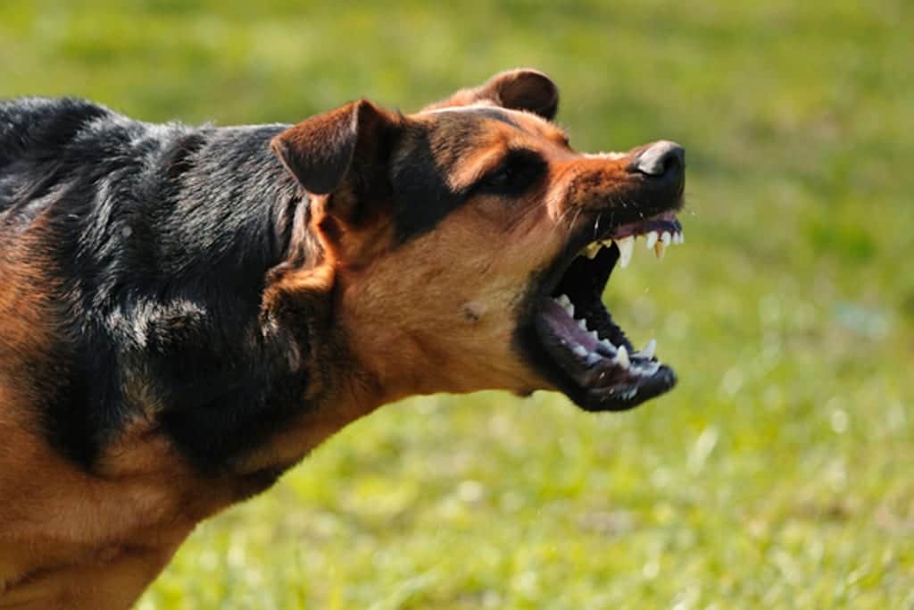 Mujer muere tras ser atacada por sus perros cuando salió a darles de comer