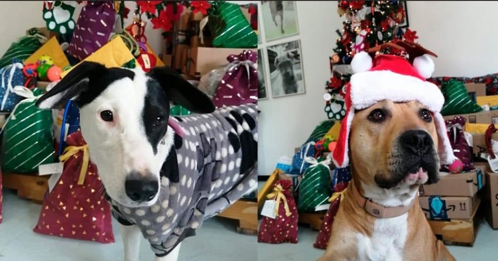 Perros rescatados en el Metro de la Cdmx entregarán cartas a Santa y Reyes Magos