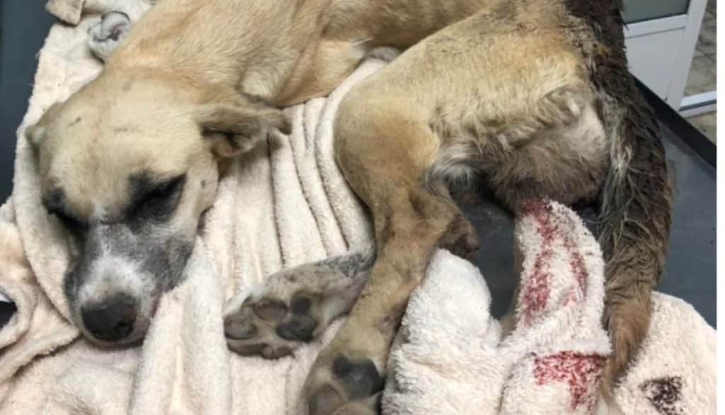 Rescatan a perrita que fue abusada y enterrada viva en Ecatepec