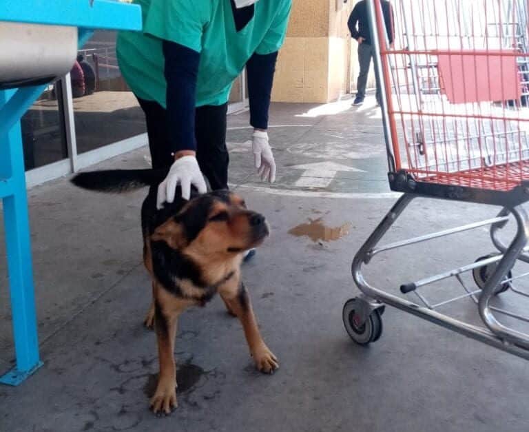 Conoce a 'Covito', el perrito que espera afuera del hospital a su dueño que falleció de Covid-19