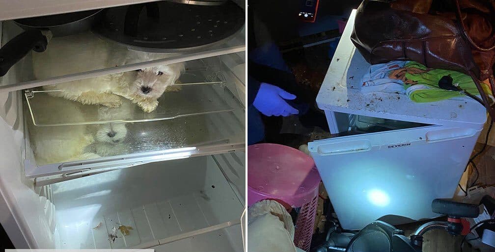 Rescatan a perritos que fueron escondidos en un refrigerador, iban a venderlos en Navidad