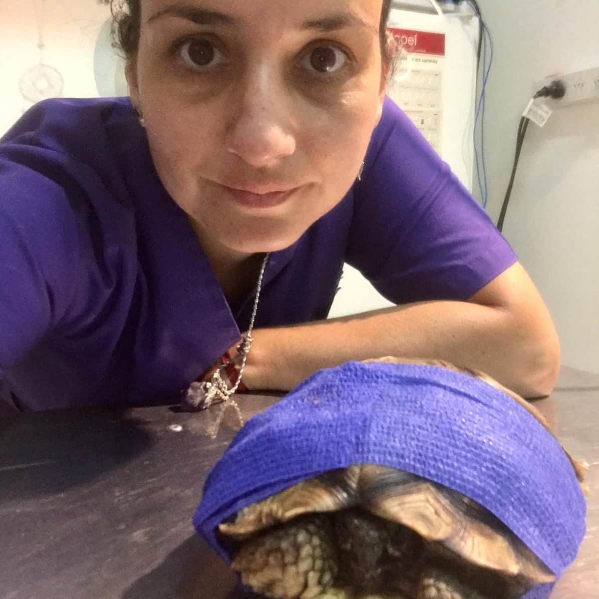 Intenta salvar a tortuga con caparazón destrozado; la habían tirado viva a la basura