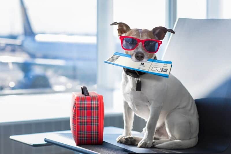 ¡Viaja con tus mascotas! Conoce cuales sí pueden ir en la cabina de estas aerolíneas