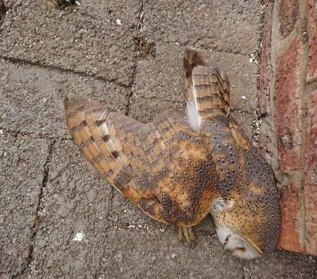 El veneno para ratas afecta a las aves rapaces causando su muerte