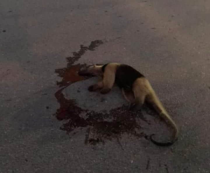 Atropellan a mamá osa hormiguera en calles de Puerto Morelos