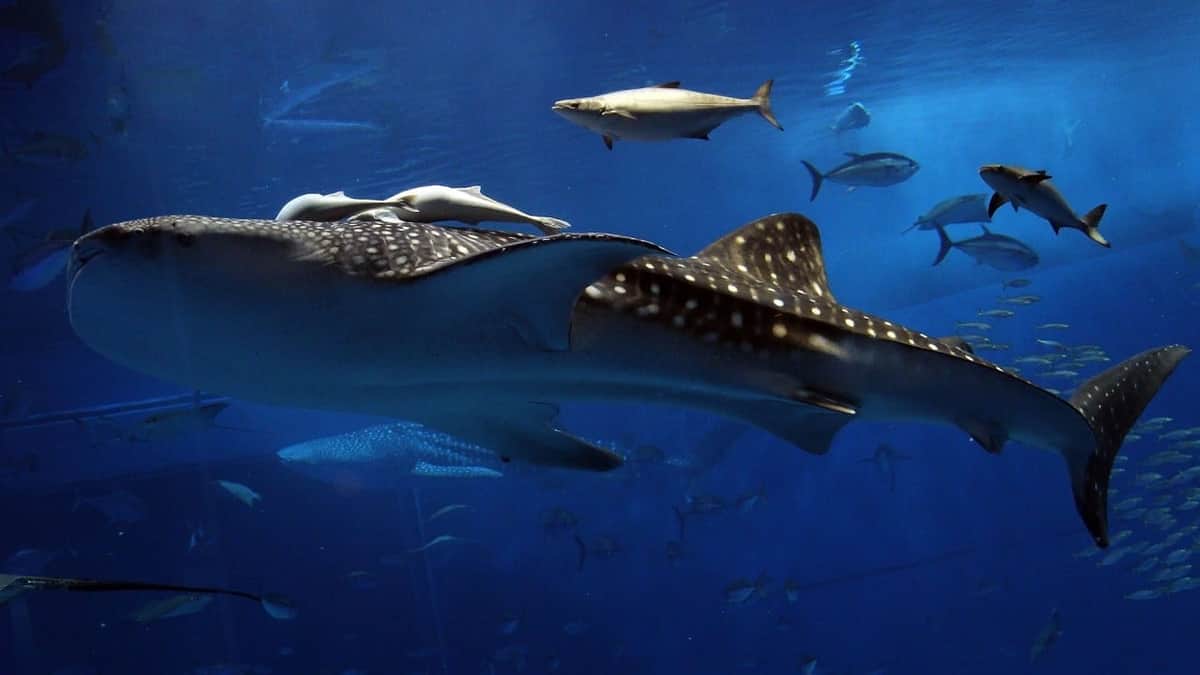 Queda varado tiburón ballena en Baja California Sur