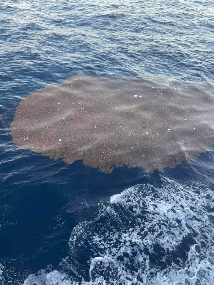 Captan basura flotando entre Cozumel y Playa del Carmen
