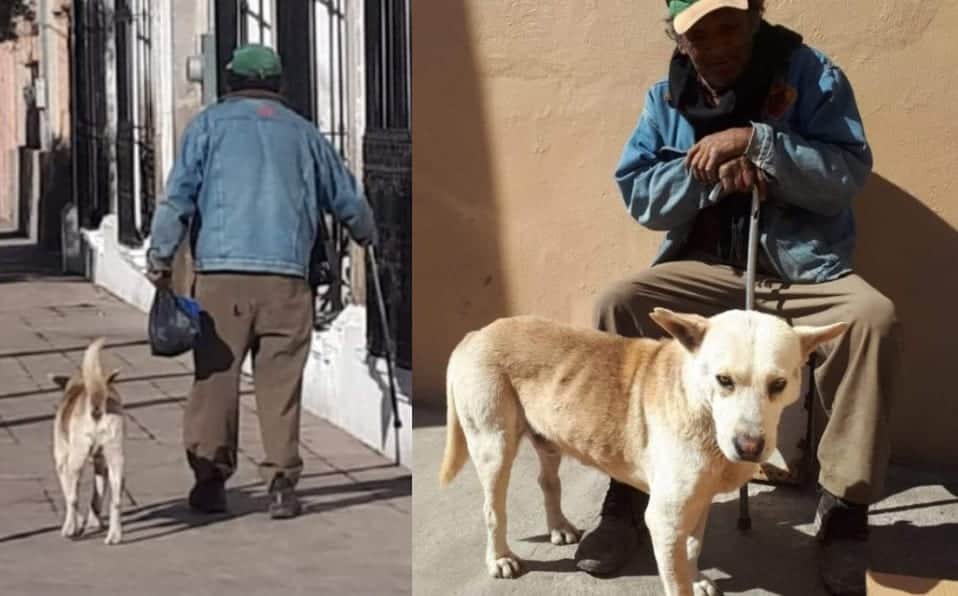 Perrito espera afuera de su casa a su dueño que murió a principios de año