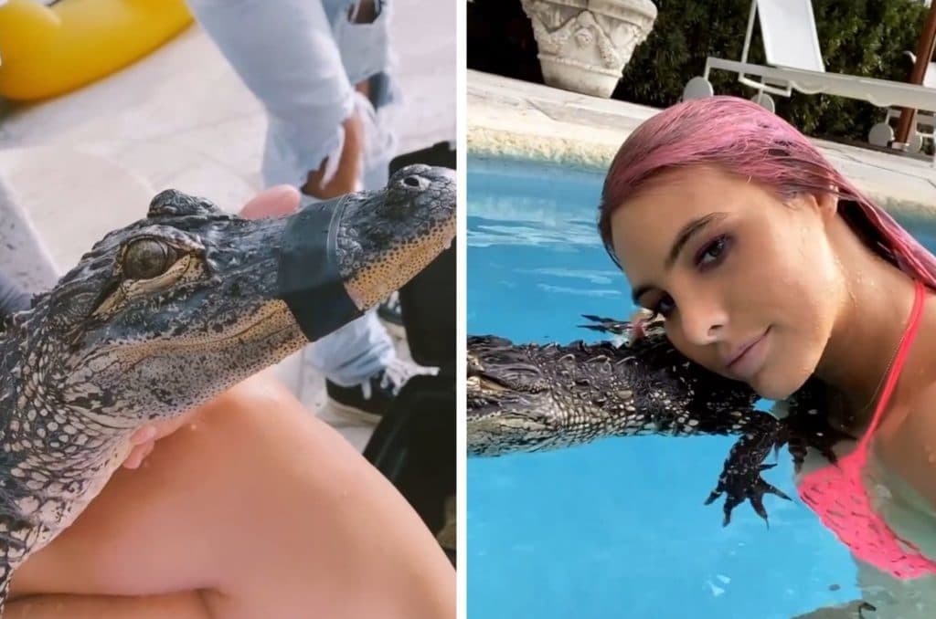 Acusan a Lele Pons de maltrato animal, nada en una alberca con un cocodrilo amarrado