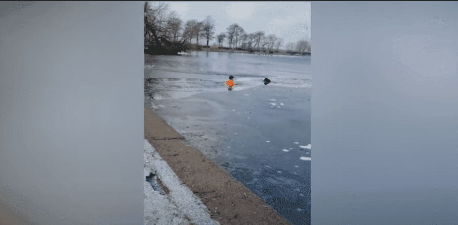 ¡Héroe! Hombre salta a lago congelado para salvar a un perrito