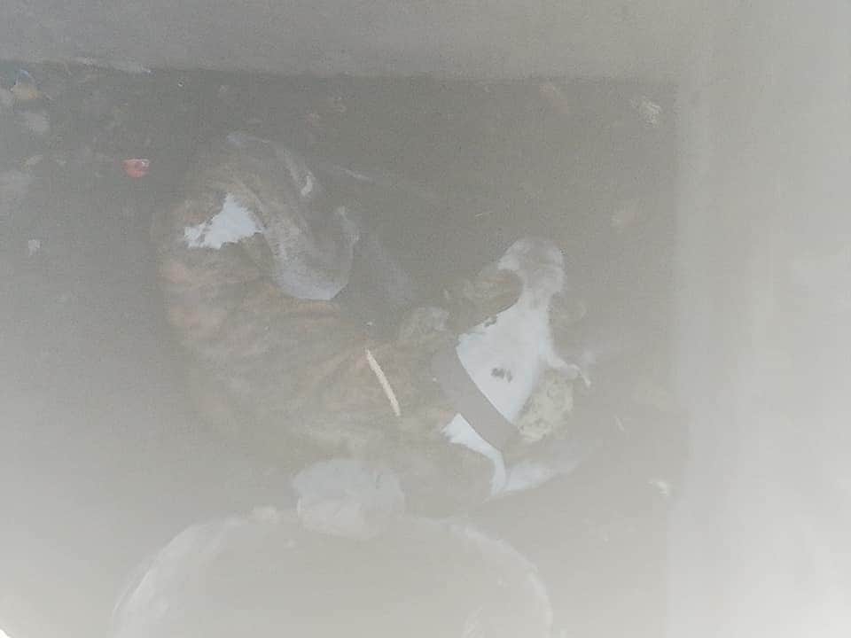 Fotos: Rescatan a perrito que se quedó atrapado en una alcantarilla en Cancún